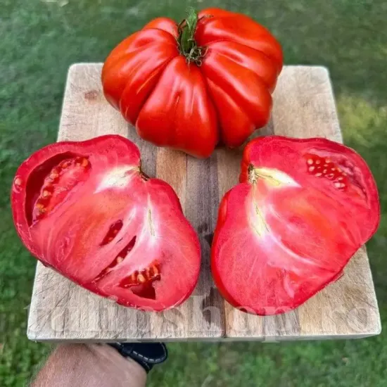 Seminte tomate Pearson 100buc. seminte tomate pearson cultivare gradina solarii