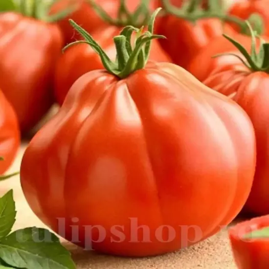 Seminte tomate Pearson 100buc. seminte tomate pearson fructe medii carnoase rosii