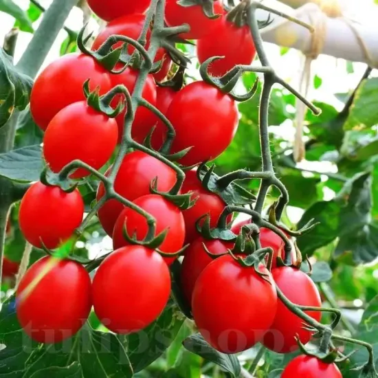 seminte tomate principe borghese1