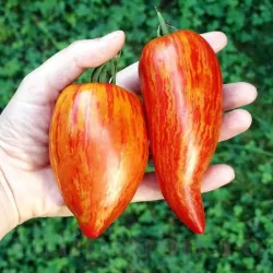 Seminte tomate Speckled Roman 100buc.