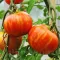 Seminte tomate Tigerella 200buc.