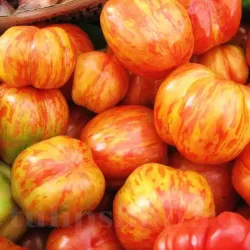 Seminte tomate Tigerella 200buc.