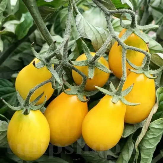 seminte tomate yellow pear