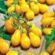 seminte tomate yellow pear1
