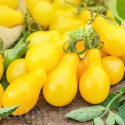 Seminte tomate Yellow Pear 200buc.