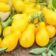 seminte tomate yellow pear3
