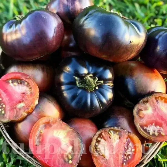 solanum lycopersicum black beauty plantare randuri