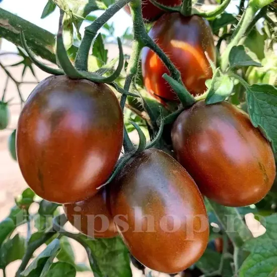 solanum lycopersicum black plum plantare randuri