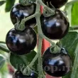 solanum lycopersicum blackball plantare randuri 110x110