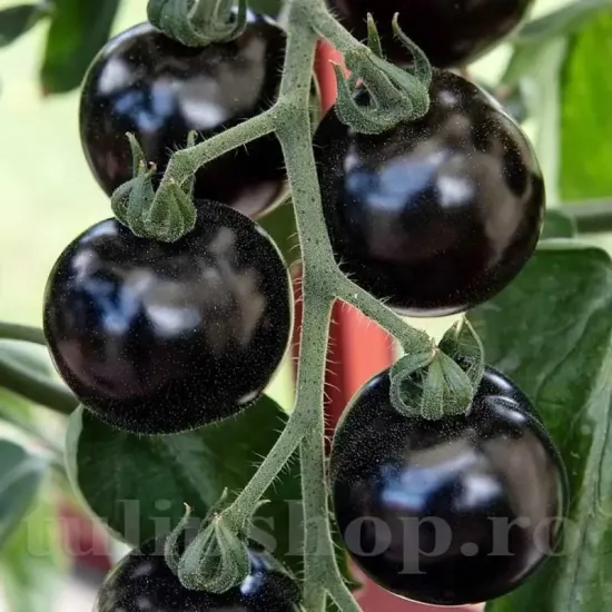 solanum lycopersicum blackball plantare randuri