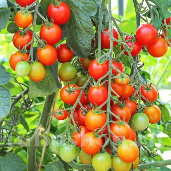 solanum lycopersicum gardeners delight plantare randuri