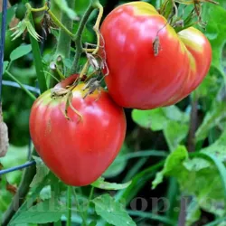 Seminte tomate Inima de Bou Roz 100buc.