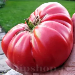 Seminte tomate Pink Brandywine 100buc.