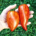 Seminte tomate Speckled Roman 100buc.