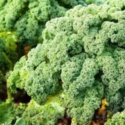 Seminte varza kale Halbhober Gruner Krauser 1.000buc.
