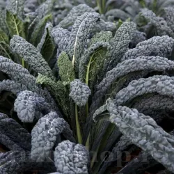 Seminte varza kale Nero di Toscana 500buc. Seminte varza kale Nero di Toscana 500buc.