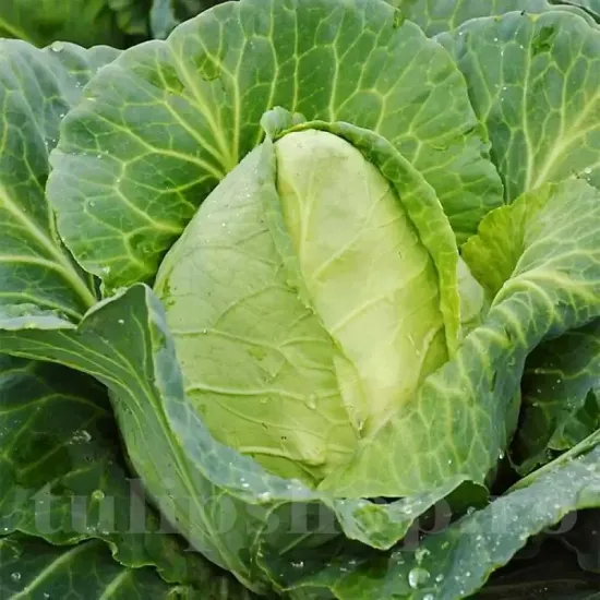 brassica oleracea capitata cuor di bue grosso plantare randuri