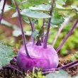 Seminte gulie Purple Vienna 500buc. brassica oleracea gongylodes purple vienna plantare randuri 110x110