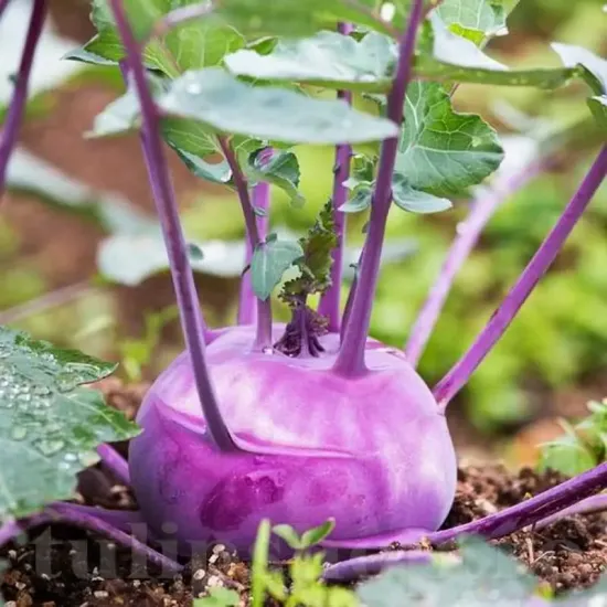 Seminte gulie Purple Vienna 500buc. brassica oleracea gongylodes purple vienna plantare randuri