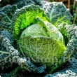Seminte varza Savoy Vertus 500buc. brassica oleracea sabauda vertus plantare randuri 110x110