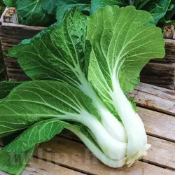 Seminte varza Pak Choi White 500buc. Seminte varza Pak Choi White 500buc.
