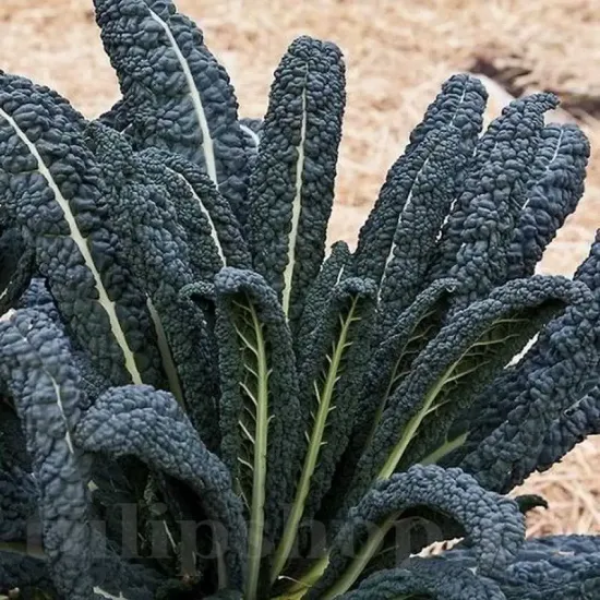 Seminte varza kale Nero di Toscana 500buc. pachet seminte varza nero di toscana tulip shop
