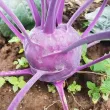 Seminte gulie Purple Vienna 500buc. seminte gulie purple vienna cultivare gradina solarii 110x110