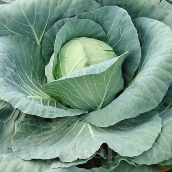 seminte varza buzoiana