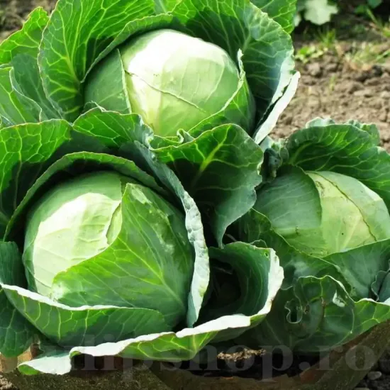 seminte varza buzoiana1