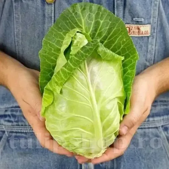 seminte varza cuor di bue grosso2