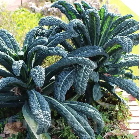 Seminte varza kale Nero di Toscana 500buc. seminte varza nero di toscana cultivare gradina solarii