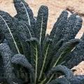 Seminte varza kale Nero di Toscana 500buc.