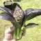 Seminte varza Pak Choi Red 500buc.