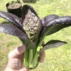 Seminte varza Pak Choi Red 500buc.