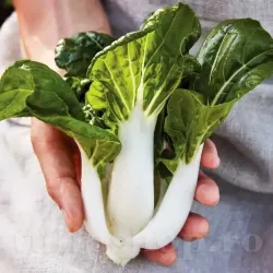 Seminte varza Pak Choi White 500buc.