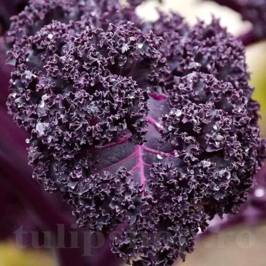 Seminte varza kale creata Scarlet 500buc. seminte varza scarlet frunze cre┼гe purpurii tip kale