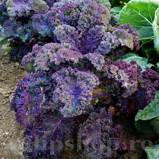 seminte varza scarlet1