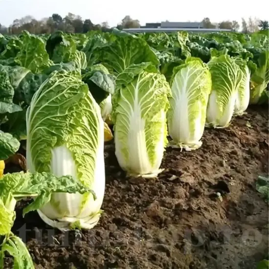 seminte varza wong bok1