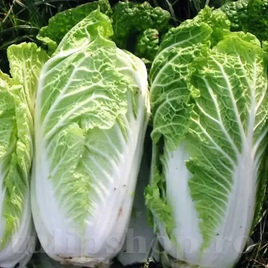 seminte varza wong bok3