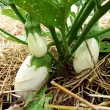 Seminte vinete Halflong White 200buc. pachet seminte vinete halflong white tulip shop 110x110