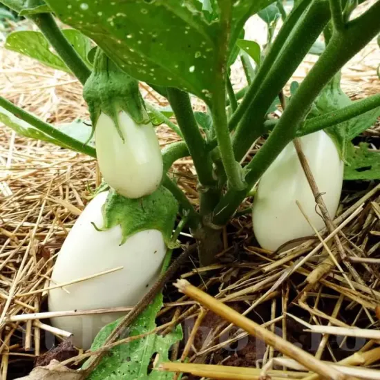 Seminte vinete Halflong White 200buc. pachet seminte vinete halflong white tulip shop