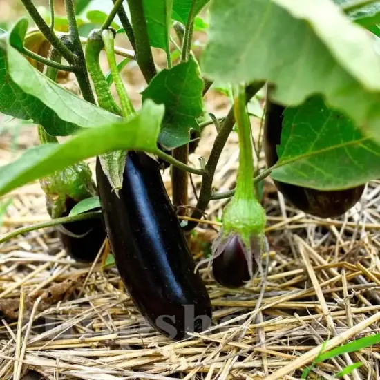 seminte vinete dragaica1