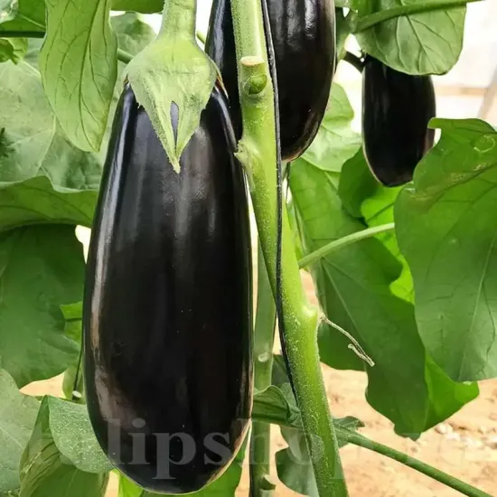 seminte vinete dragaica2