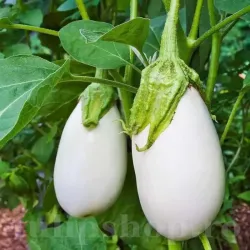 Seminte vinete Halflong White 200buc.
