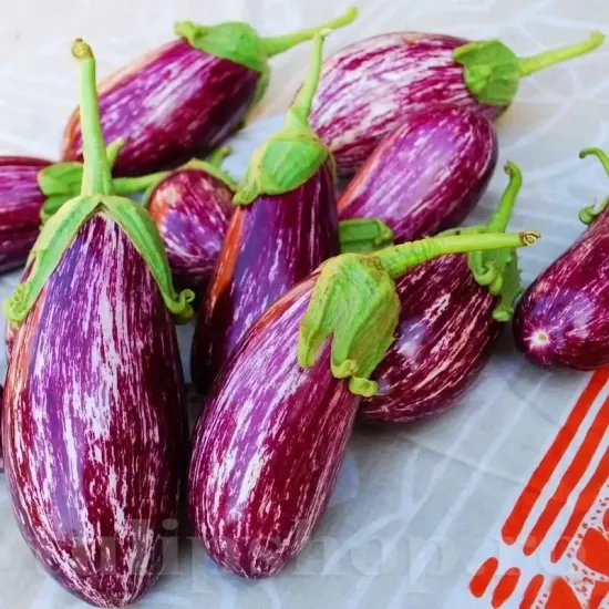 seminte vinete listada de gandia