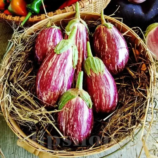 seminte vinete listada de gandia cultivare gradina solarii