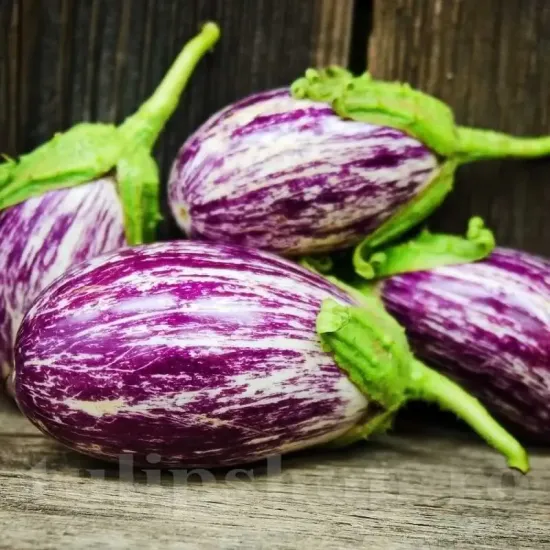 seminte vinete listada de gandia1