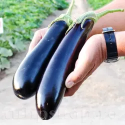 Seminte vinete Long Purple 200buc.