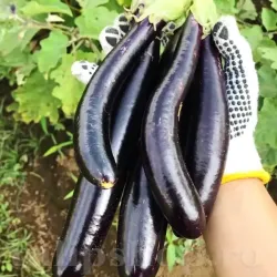 Seminte vinete Long Purple 200buc.