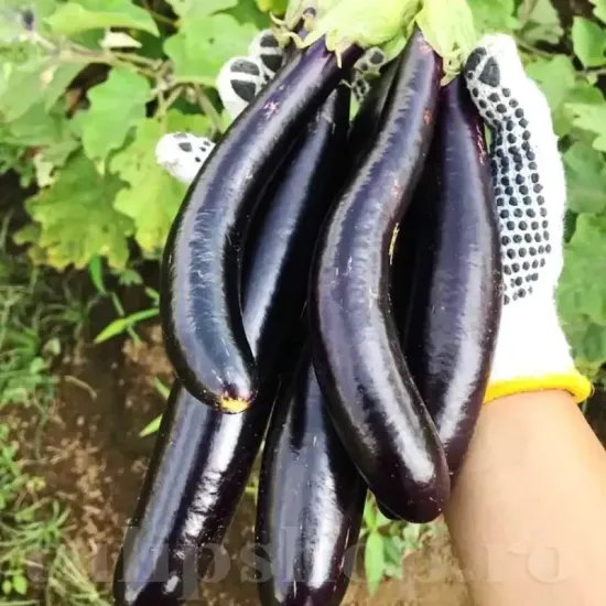 seminte vinete long purple2